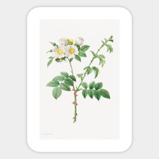 Brier Bush Rose or Dog Rose (Rosa Leucantha) (1817–1824) by Pierre-Joseph Redouté and Henry Joseph Redouté Sticker